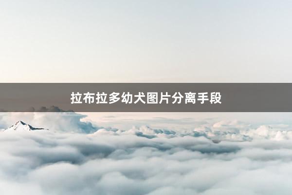 拉布拉多幼犬图片分离手段